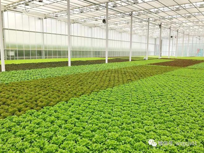 开元体育智能温室大棚如何设计建造？智能温室大棚一亩地投资造价多少(图7)