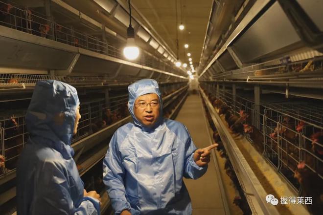 开元体育·(中国)官方网站这家公司养的鸡太享受了吃喝拉撒全部自动化！(图4)
