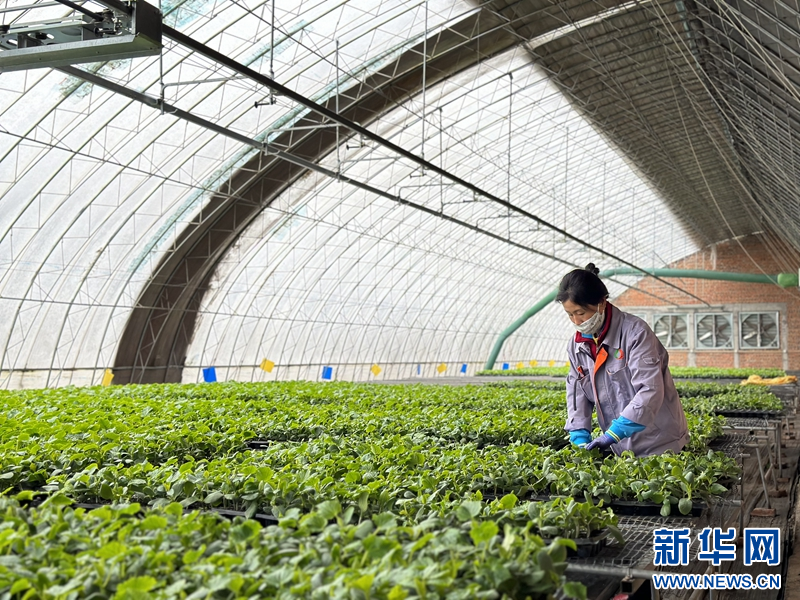 开元体育新华网辽宁频道(图4)