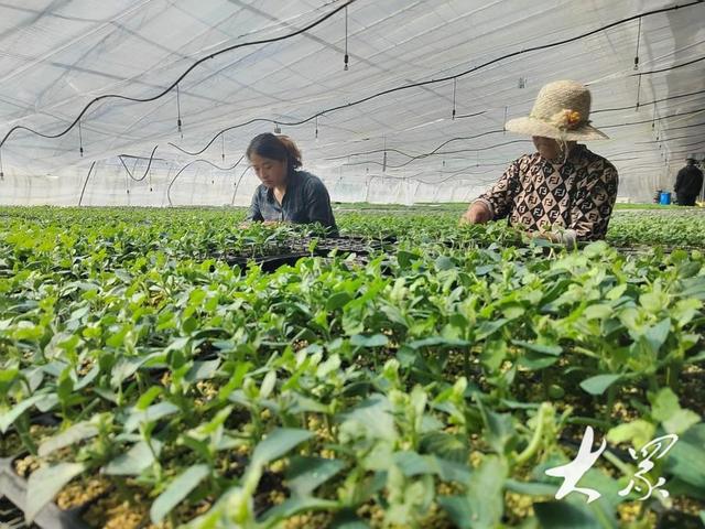 开元体育“毛细血管”式灌溉系统让农作物精准“喝水”节水三成！(图4)