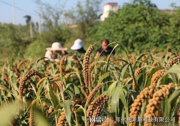 开元体育智能灌溉系统和滴灌有哪些区别？(图1)