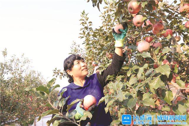 开元体育“苹果小镇”日日新(图1)